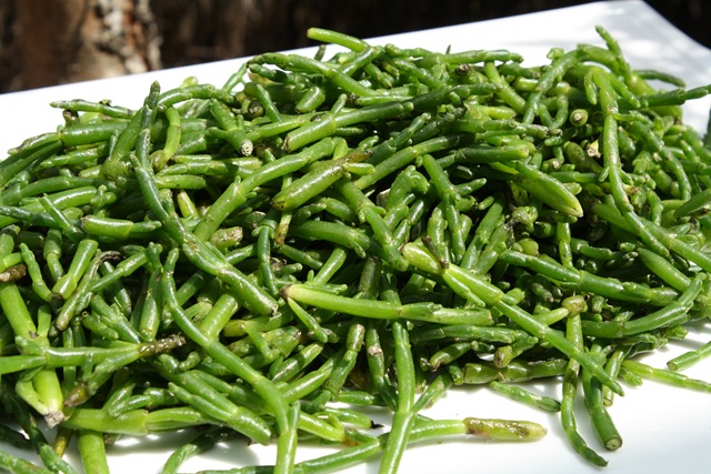 salicorne