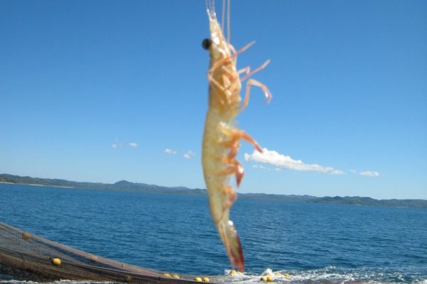 Queues de crevettes persillade