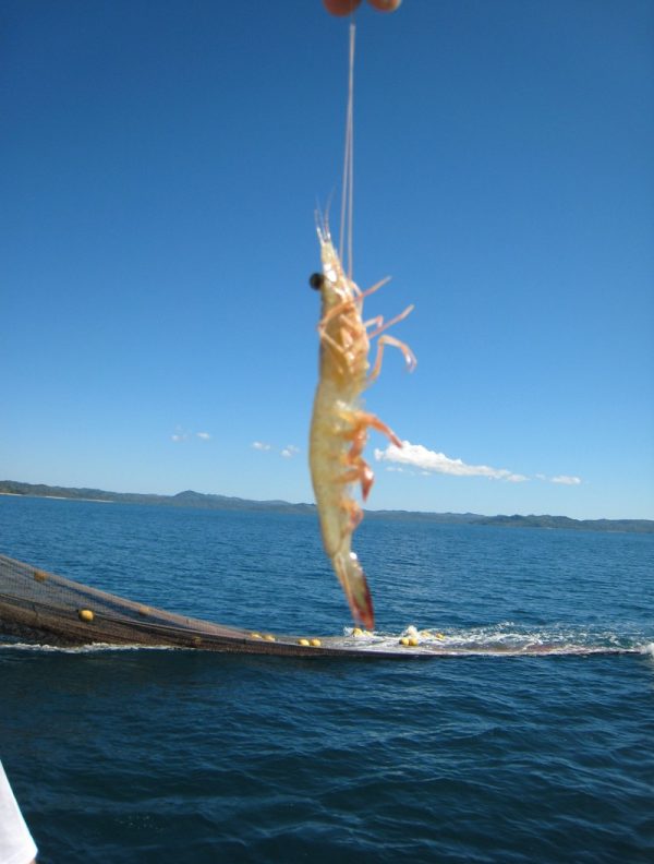 Queues de crevettes persillade
