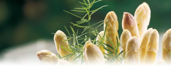 Asperges sauce mousseline