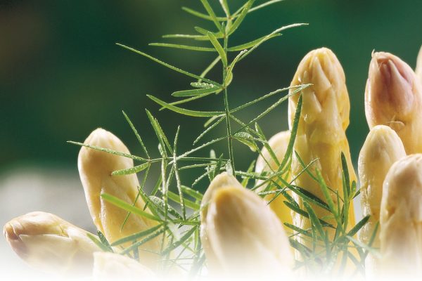 Asperges sauce mousseline