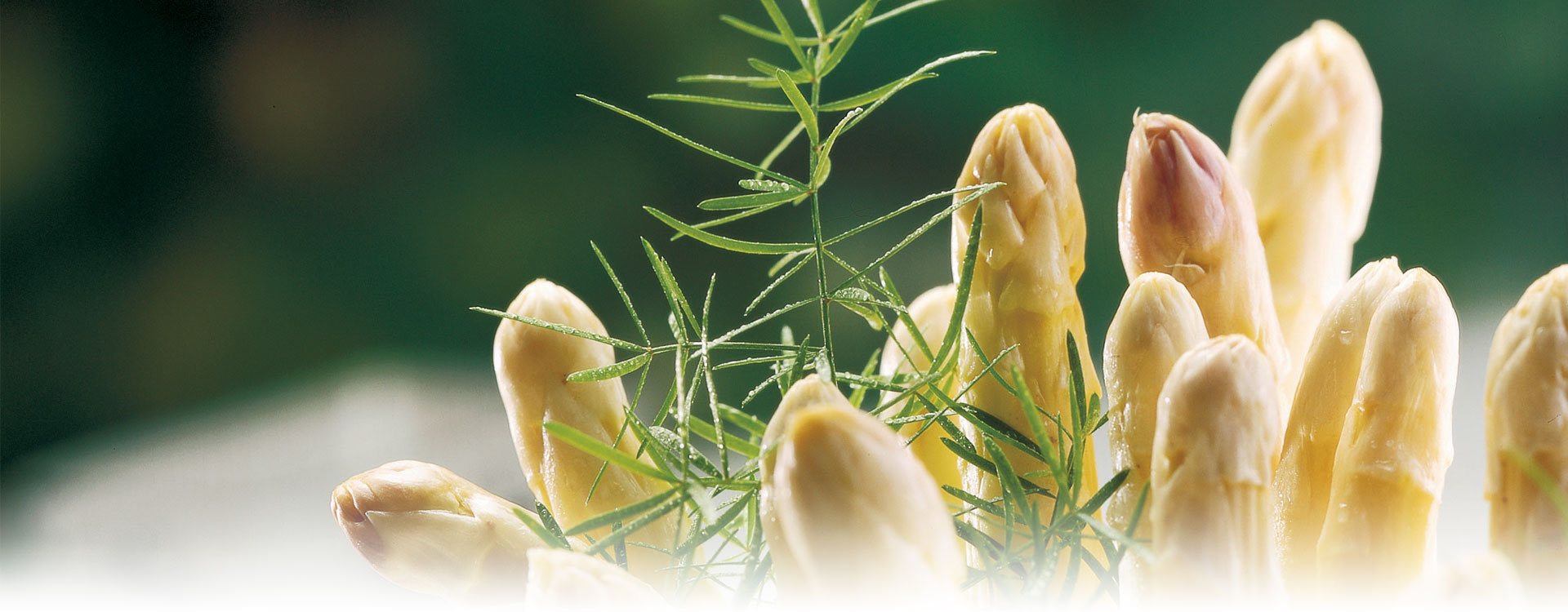 asperges