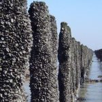 moules de bouchot