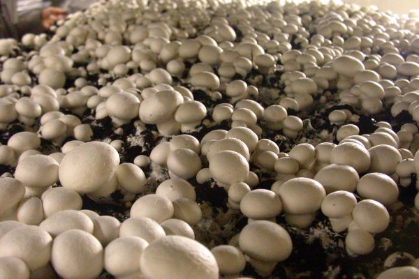 Champignon de Paris, son histoire
