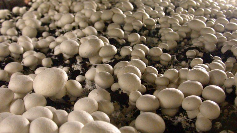 champignons de Paris