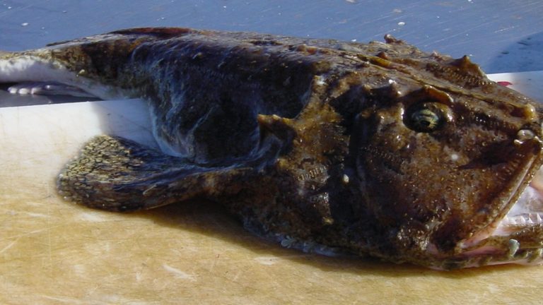 lotte - Lophius piscatorius