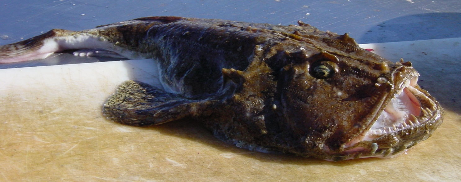 lotte - Lophius piscatorius