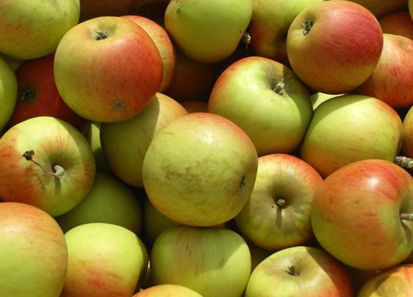 pomme reine des reinettes
