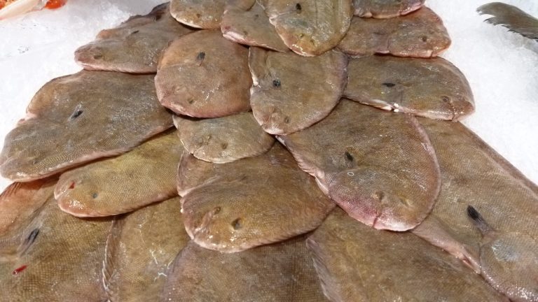 sole - solea vulgaris