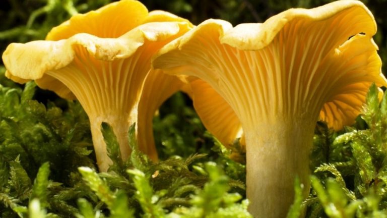 Girolles