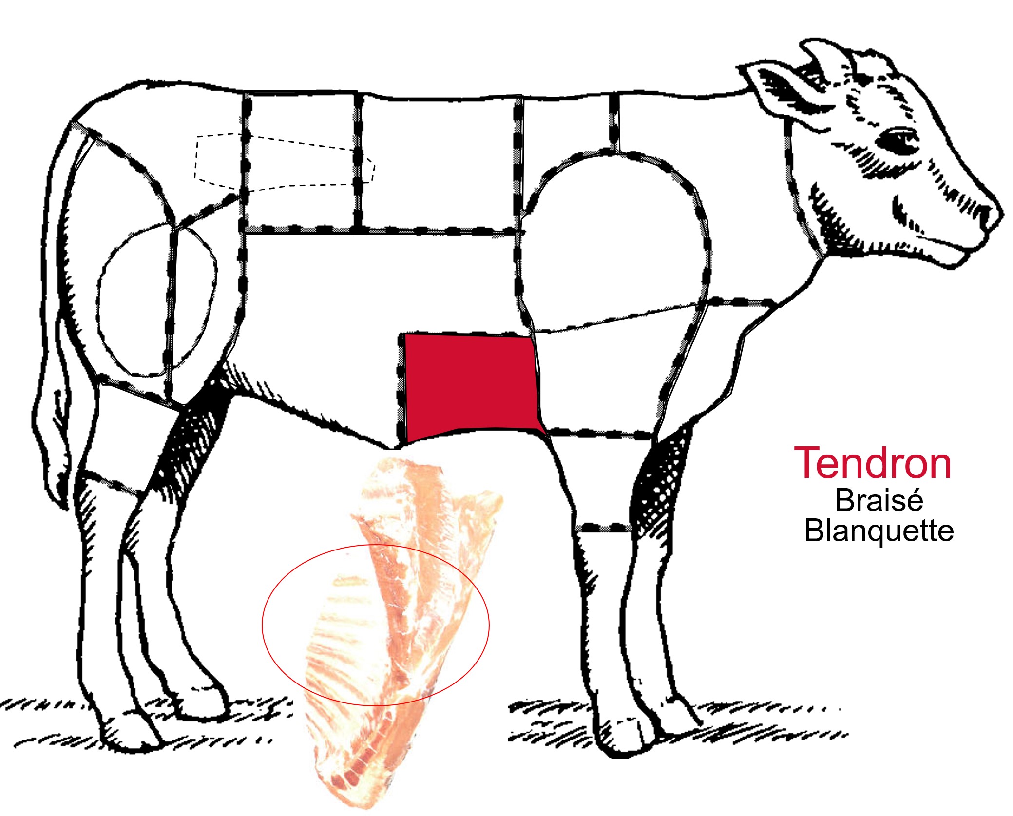 Tendron de veau