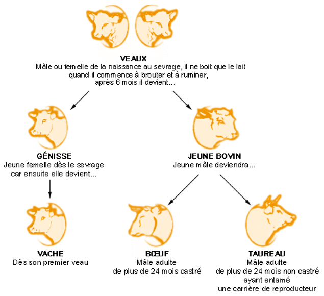 Schéma explicatif de l'évolution du bovin, de veau au boeuf