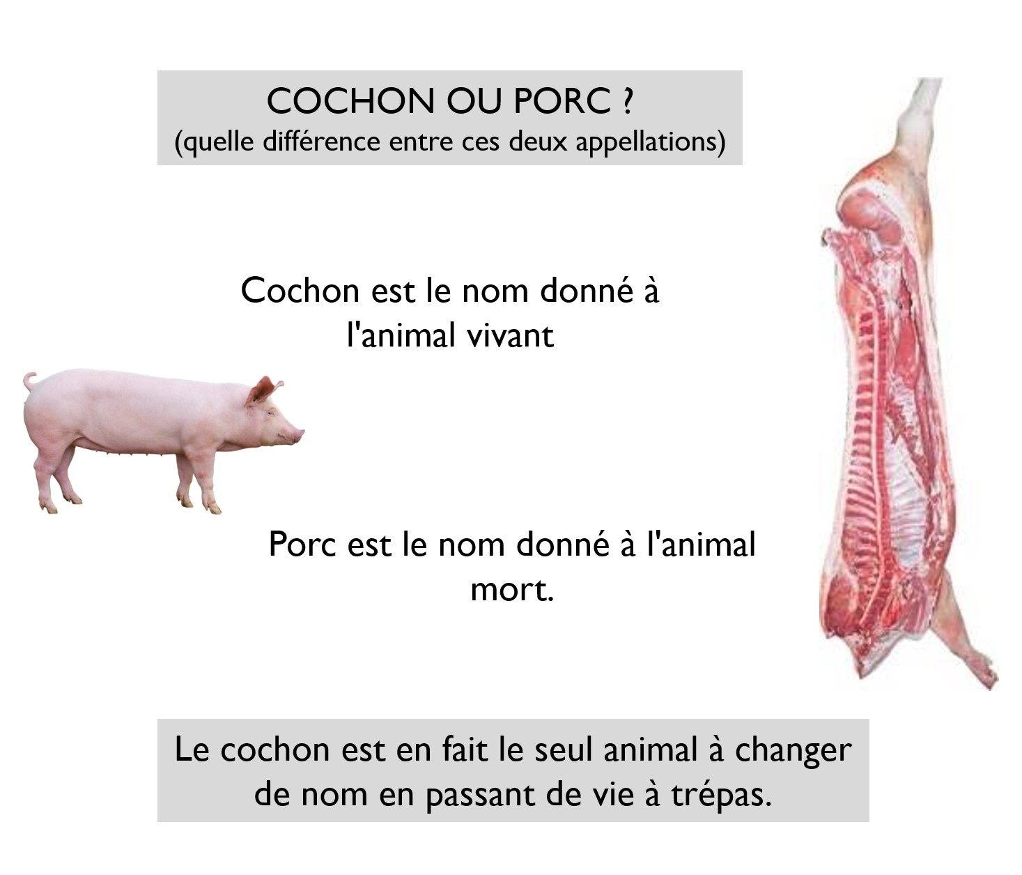 Porc ou cochon