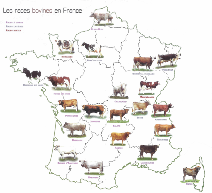 races de bovins en France