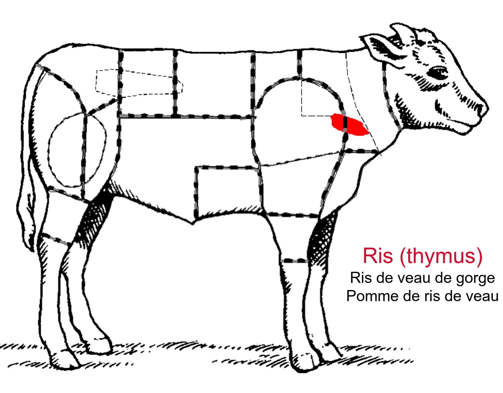 Ris De Veau Quelle Partie Du Veau