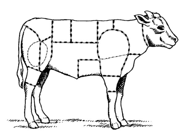 Le veau – Généralités