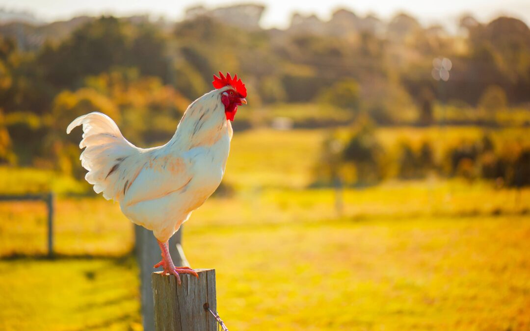 La volaille et le poulet