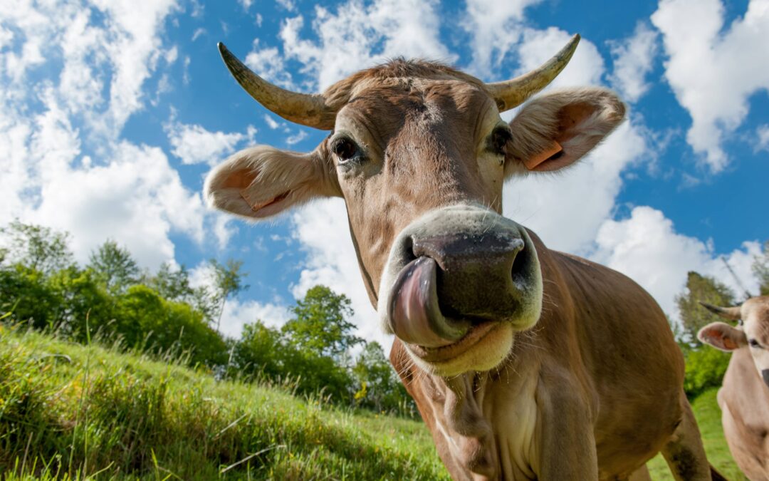 La viande bovine, ses caractéristiques et ses découpes