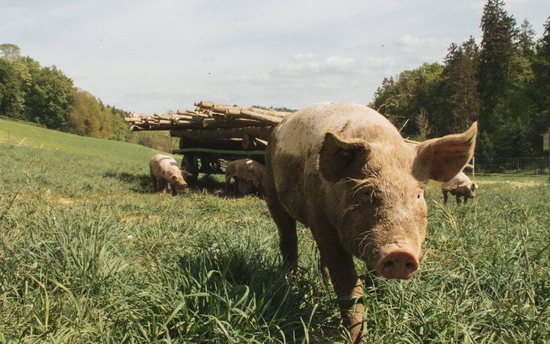 Le porc, ses caractéristiques et ses découpes